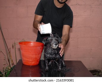 Latin Man Bathing His Tinny Adopted Pet Dog, Dog Care Concept