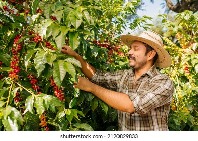 Latin Man With A Hat Collecting Coffee Beans.