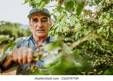 Latin Man Picking Coffee Beans On A Sunny Day. Coffee Farmer Is Harvesting Coffee Berries. Brazil