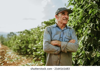 Latin Man Picking Coffee Beans On A Sunny Day. Coffee Farmer Is Harvesting Coffee Berries. Brazil