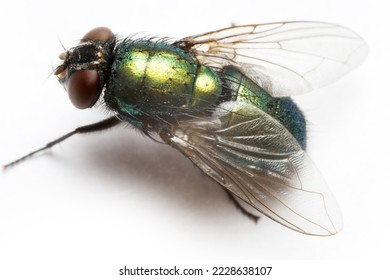 Latin name is Lucilia caesar - The ferocious and greedy fly that Homer wrote about in the Iliad. Forensic fly  (larvae) because the age of the corpse. Extreme close up insect - Shutterstock ID 2228638107