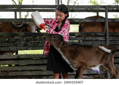Latin peasant girl trying to give the bottle of milk to the little calf, in the background the cows pass by to be milked