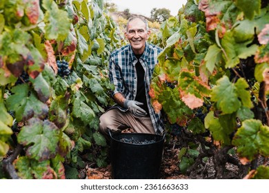 Latin senior farmer man collecting grapes for red wine production in vineyard during harvest time - Organic agriculture, winemaker concept - Powered by Shutterstock