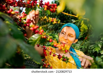 Latin Woman Collecting Coffee Beans In A Coffee Field.