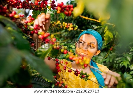 Latin woman collecting coffee beans in a coffee field.