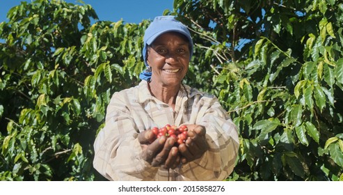 Latin woman farmer showing picked red coffee beans in his hands. Woman coffee farmer is harvesting coffee in the farm, arabica coffee.