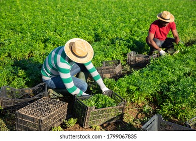 2,134 African Herbs Growing Images, Stock Photos & Vectors | Shutterstock