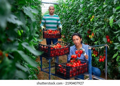 Latina Woman And Man Seasonal Workers Harvesting Ripe Tomatoes In Greenhouse