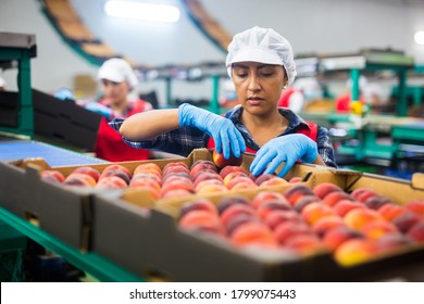 Latino Woman Sorts Fresh Peaches On A Fruit Packing Line