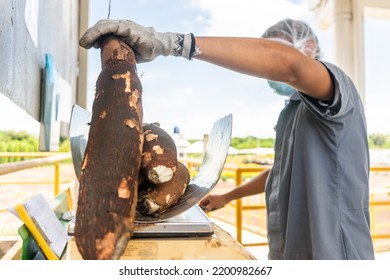 Latino Worker In A Yuca Processing Plant Weighing The Product On A Scale