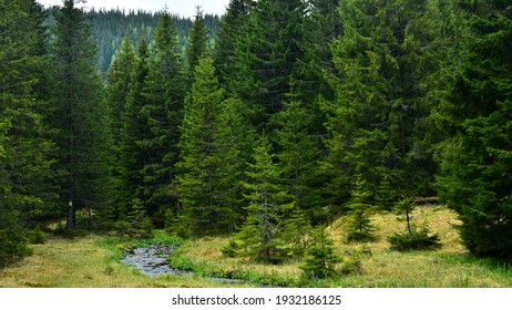Latorita's spring gently flowing through an alpine pasture and a wild spruce forest. Capatanii Massif, Carpathia, Romania.
