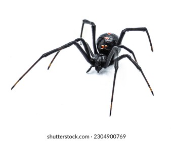 Latrodectus mactans - southern black widow or the shoe button spider, a venomous species of spider in the genus Latrodectus. Florida native. Young female isolated on white background front side view