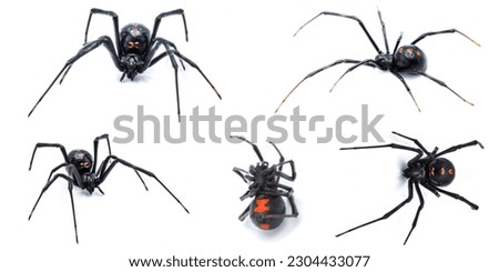 Latrodectus mactans - southern black widow or the shoe button spider, is a venomous species of spider in the genus Latrodectus. Florida native. Young female isolated on white background five views