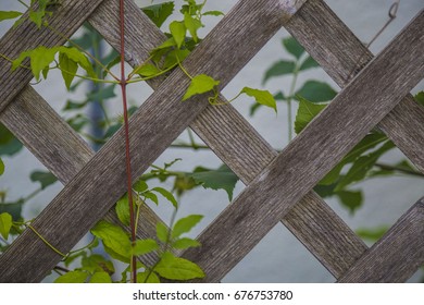 Lattice With Vines