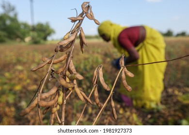 LATUR, MAHARASHTRA, INDIA : Oct 10, 2009 : Farmer Surveys The Loss They Have Suffered After Unseasonal Rains Damaged Their Soyabean Crop In Latur District, MAHARASHTRA, INDIA