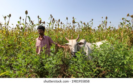 LATUR, MAHARASHTRA, INDIA : Oct 11, 2009 :  Farmer Surveys The Loss They Have Suffered After Unseasonal Rains Damaged Their Jowar Crop In Latur District, MAHARASHTRA, INDIA