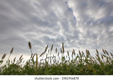 LATUR, MAHARASHTRA, INDIA : Oct 11, 2009 :  Silhouette Picture Of Jowar Field In Latur District, MAHARASHTRA, INDIA