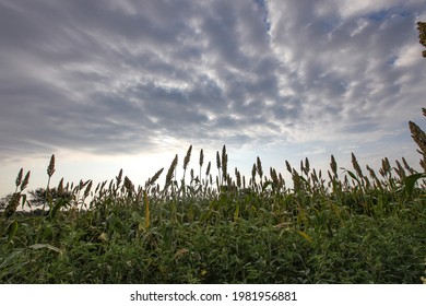 LATUR, MAHARASHTRA, INDIA : Oct 11, 2009 :  Silhouette Picture Of Jowar Field In Latur District, MAHARASHTRA, INDIA