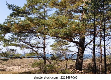 Latvia Landscape With Pine Trees By The Baltic Sea.