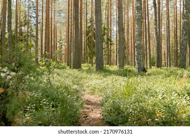 Latvian forest with a cinematic look. Sony summer day. Photo was taken in Smiltene, Niedrajs. European forest in summer. The small road leads to a pine forest. Sunny shining through trees.