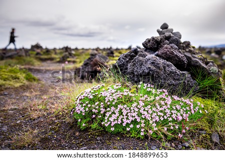 Laufscalavarda, Iceland landscape with people walking in background and stone rock cairns with green moss and pink campion flowers low angle view