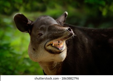 Laughing cheery tapir with open muzzle in nature. Central America Baird's tapir, Tapirus bairdii, in green vegetation. Close-up portrait of rare animal from Costa Rica. Wildlife scene from tropic.