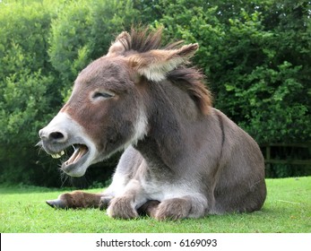 Laughing Donkey