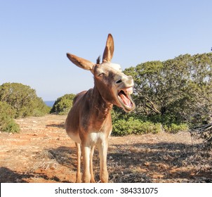 Laughing donkey - good and funny donkey. The Portrait. The best photo of donkey in the world. Northern Cyprus. Karpasia. Karpaz. Dipkarpaz. Rizokarpaso. Apostolos Andreas cape donkey
