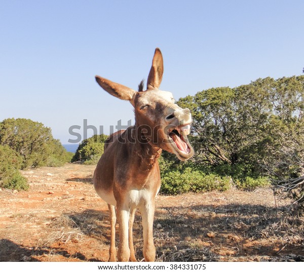 Laughing\
donkey - good and funny donkey. The Portrait. The best photo of\
donkey in the world. Northern Cyprus. Karpasia. Karpaz. Dipkarpaz.\
Rizokarpaso. Apostolos Andreas cape\
donkey