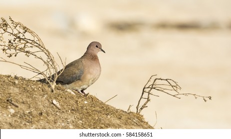 doves farm återförsäljare