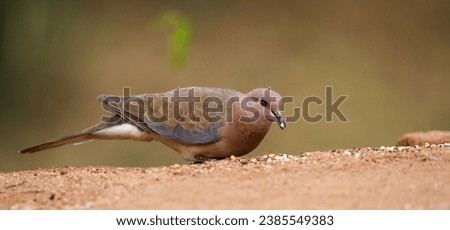 The laughing dove Spilopelia senegalensis a small pigeon eating grains on the ground inside the bushy jungles in south asia India.