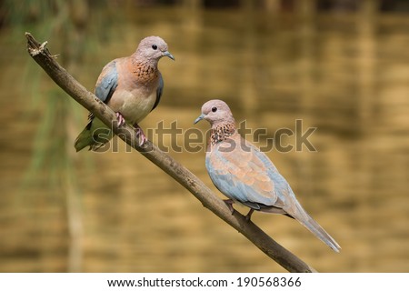 Laughing Dove (Stretopelia senegalensis) couple together on a branch
