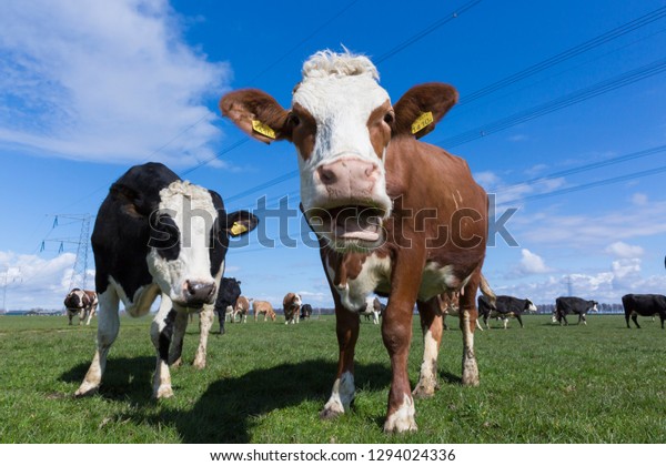 笑うオランダの牛 の写真素材 今すぐ編集