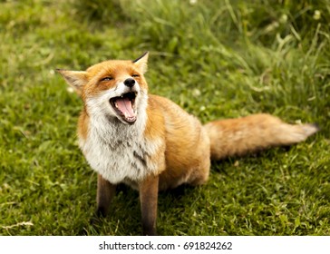 Laughing Fox