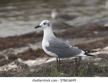 Laughing Gull