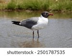 A laughing gull drinking from a puddle.