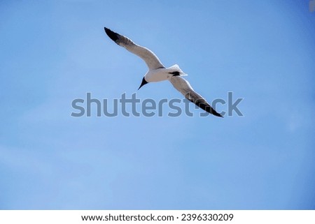 Laughing Gull flying in the blue sky, Outer Banks, North Carolina. great sand beaches, summer time.
