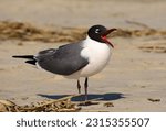 a laughing gull  with his beak open on the sand on a sunny spring day in rehoboth beach, delaware