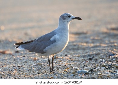 Laughing Gull (Larus Atricilla), Adult In Winter Plumage On The Beach At Cape May, USA. September 2009