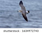Laughing Gull (Larus atricilla), first winter (1w) in flight, St Mary