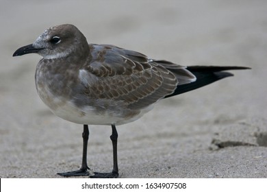 Laughing Gull (Larus Atricilla), Juvenile Moulting Into First Winter (1w) On The Beach At Cape May, USA. September 2009