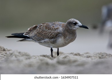 Laughing Gull (Larus Atricilla), Juvenile Moulting Into First Winter (1w) On The Beach At Cape May, USA. September 2009