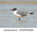 Laughing Gull - Leucophaeus atricilla in Australia