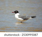 Laughing Gull - Leucophaeus atricilla in Australia