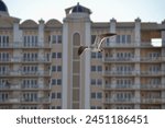 Laughing Gull (Leucophaeus atricilla) in flight in front of building in downtown Sarasota waterfront during afternoon