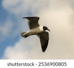 A laughing gull (Leucophaeus atricilla) in flight