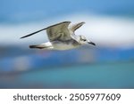 Laughing Gull Leucophaeus atricilla flying