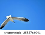 A laughing gull (Leucophaeus atricilla) flying on a clear cloudless sky