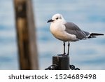 Laughing gull (Leucophaeus atricilla) isolated against a blue background