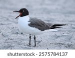 The laughing gull (Leucophaeus atricilla) is a medium-sized gull of North and South America. Named for its laugh-like call, it is an opportunistic omnivore and scavenger.